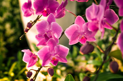 Close-up of pink flowering plant