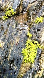 High angle view of moss growing on rock