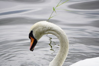 Close-up of swan swimming in lake