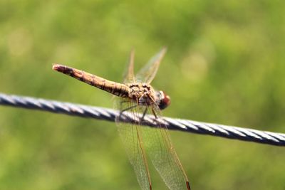 Close-up of dragonfly on plant