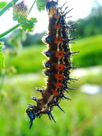 Close-up of insect on plant