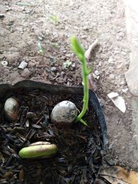 High angle view of plant growing on field