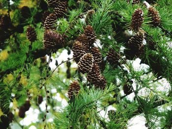 Low angle view of pine cone on tree