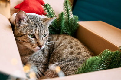 Cute tabby cat with christmas red santa hat sleeping in open gift box with christmas decoration. 