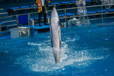 Dolphin jumping from water