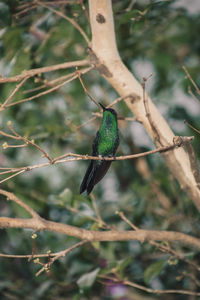 Close-up of bird perching on branch