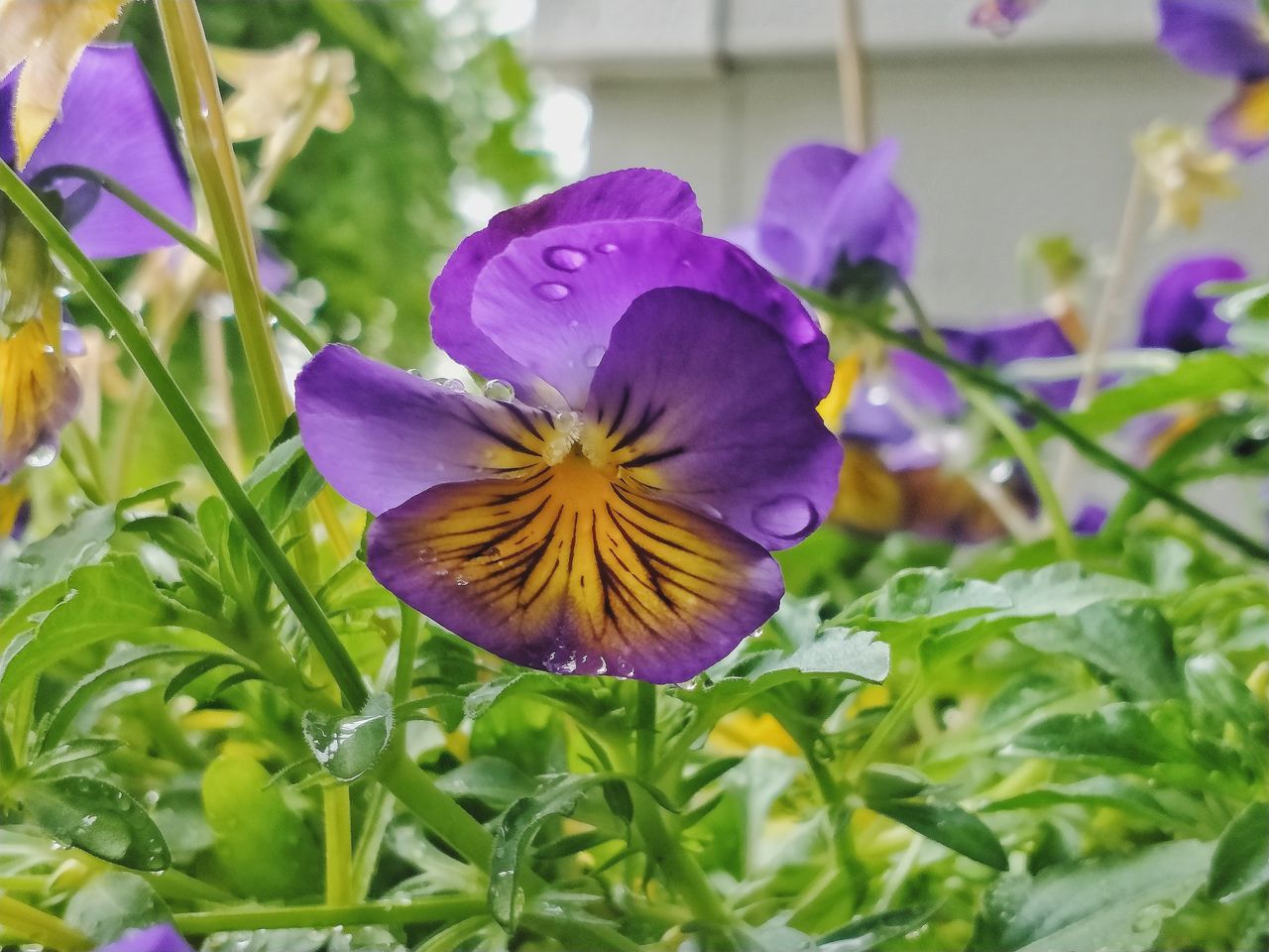 CLOSE-UP OF PURPLE FLOWER IN BLOOM