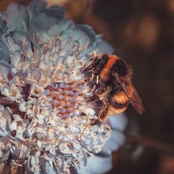 Close-up of honeybee pollinating on flower