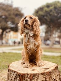 Portrait of dog