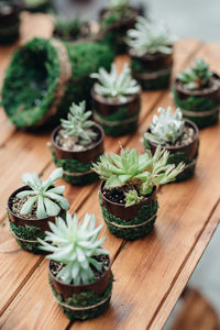 High angle view of succulent plant on table