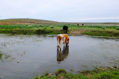 Horse standing in a field