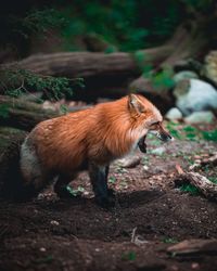 Side view of red fox yawning in forest
