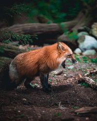 Side view of an animal on field