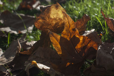 Close-up of dry maple leaves on land