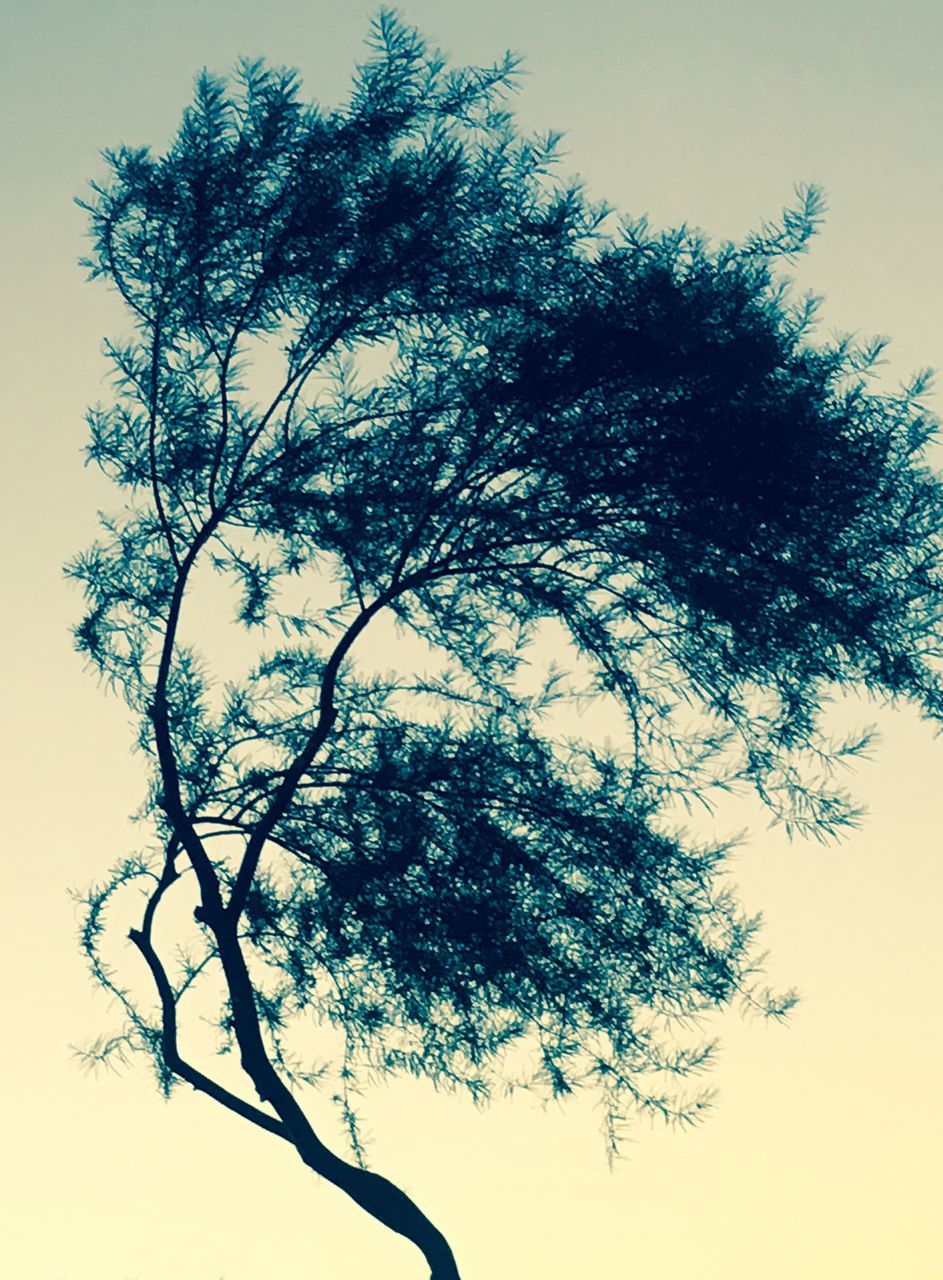 LOW ANGLE VIEW OF SILHOUETTE TREE AGAINST CLEAR SKY