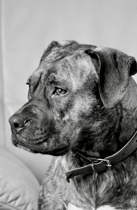 Close-up of a dog looking away