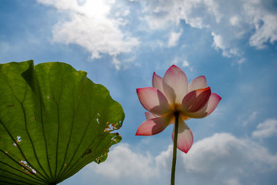 Close-up of green plant against cloudy sky