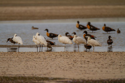 Flock of seagulls on beach