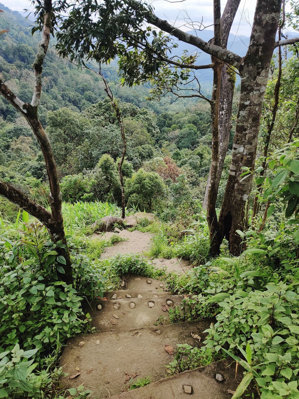 PLANTS GROWING ON LAND