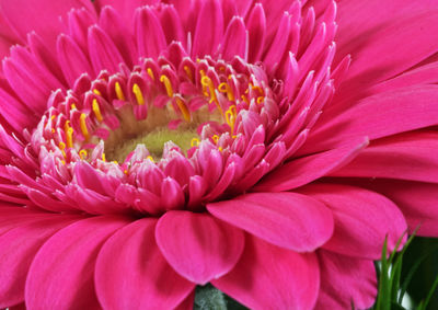 Close-up of pink daisy flower