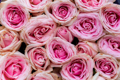 Full frame shot of pink roses