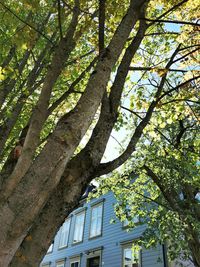 Low angle view of tree against sky