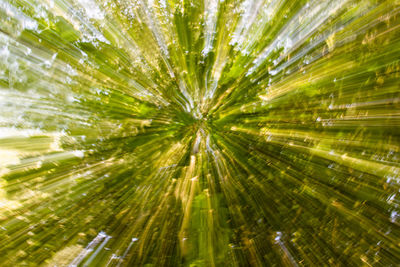 Full frame shot of palm trees