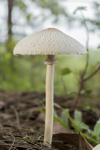 Close-up of mushroom growing on field