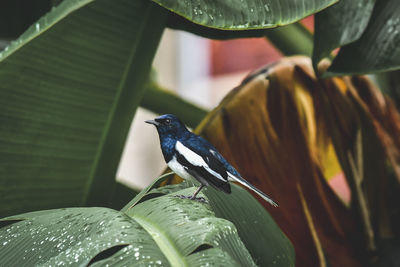 Close-up of bird perching on leaf