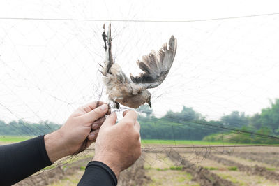 Midsection of person holding bird against fence