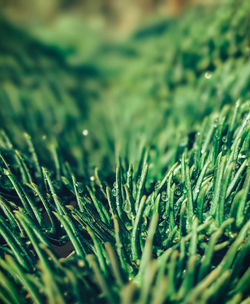 Full frame shot of grass