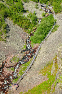 High angle view of plants growing on land