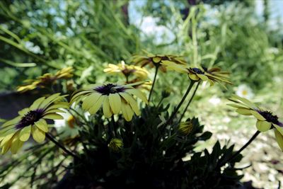 Close-up of yellow flowering plant