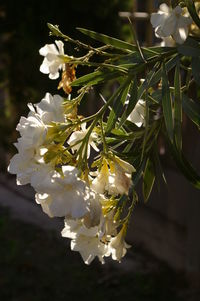 Close-up of white flowers blooming on tree