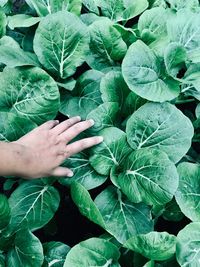 Close-up of hand touching leaves