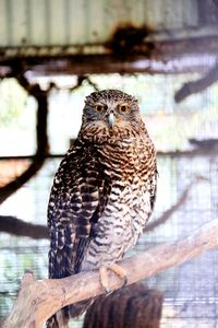 Close-up of owl perching outdoors