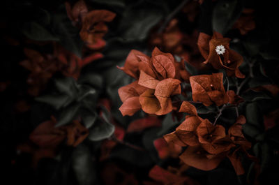 Close-up of wilted plant with red leaves