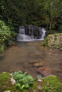 Scenic view of waterfall in forest