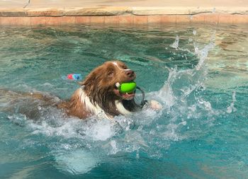 Dog with ball in swimming pool