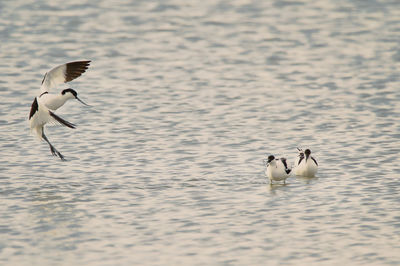 Birds flying over lake