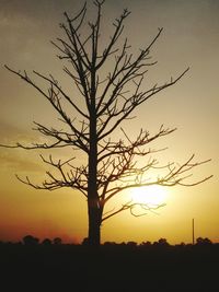 Silhouette of bare trees at sunset