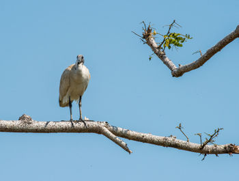 Low angle view of bird perching on branch against sky