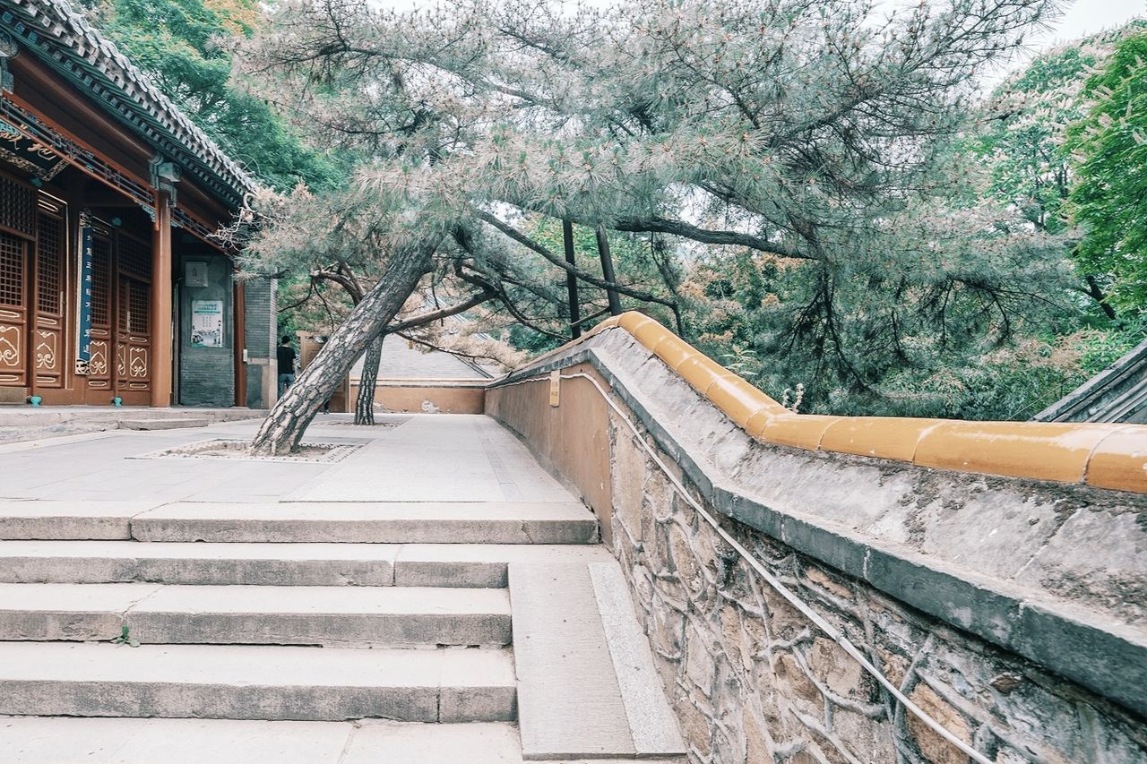 architecture, tree, plant, built structure, staircase, building exterior, nature, steps and staircases, building, no people, house, day, railing, home, wall, outdoors, stairs, growth, walkway, residential district, beauty in nature, wood, estate, roof, tranquility