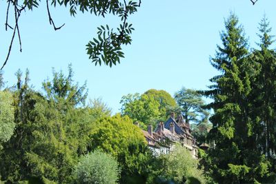 Low angle view of trees against clear blue sky