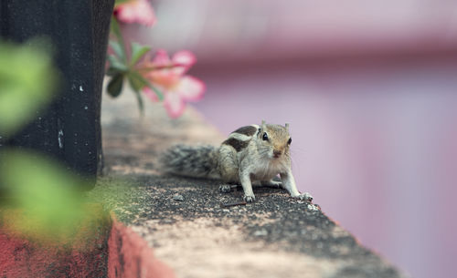 Close-up of squirrel