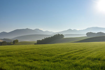 Scenic view of field against clear sky