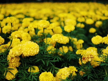 Close-up of yellow flowers blooming in field