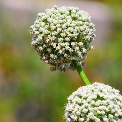 Close-up of insect on white flowering plant