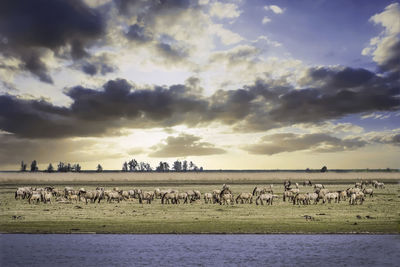 Flock of sheep grazing on landscape against sky