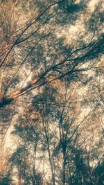 Low angle view of trees against sky